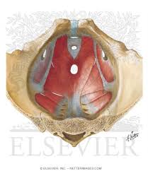 pelvic diaphragm male floor of