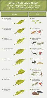 There are some natural ways to get rid of weeds that don't require harsh synthetic chemicals. How To Get Rid Of Common Garden Pests Fix Com