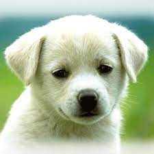 cute puppies wallpapers dog pictures