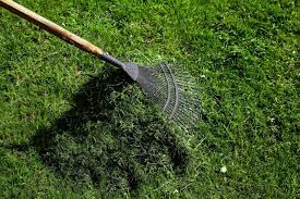 how to dethatch a lawn and why you need to