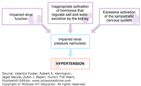 Pathophysiology Of Hypertension Hursts The Heart 14e