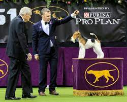 Westminster Kennel Club: 2022 Dog Show ...
