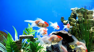fish aquarium wallpapers top free
