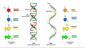 Dna Vs Rna 5 Key Differences And Comparison Technology
