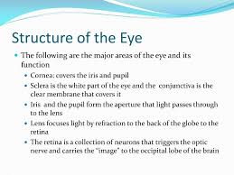 ppt structure of the eye powerpoint