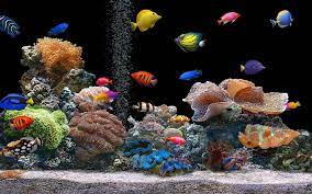 Fish Aquarium Wallpapers - Top Free ...