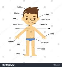 My Body Educational Infographic Chart Kids Stock Vector