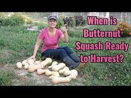 ernut squash is ready to harvest