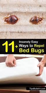 11 insanely easy ways to repel bed bugs