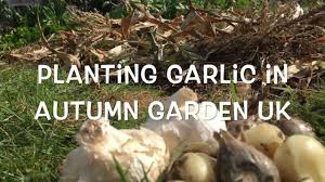 Once planted, elephant garlic care is pretty simple. Planting Garlic In The Uk Youtube