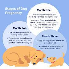 how long are dogs pregnant bettervet