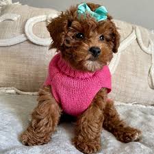 miniature poodle mix dog breed the
