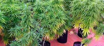 Resultado de imagen para como cultivar marihuana