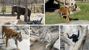 a complete guide to the tulsa zoo