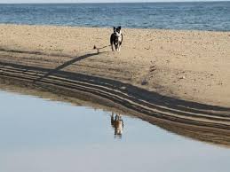 provincetown dog friendly beaches