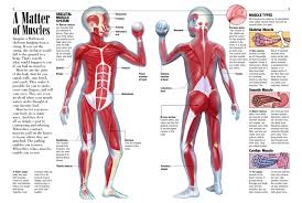 Major muscle groups replicate the below figures with labels in your sketchbook. Muscles Kids Discover