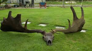 Elks has moved to github. Antlers Of Extinct Irish Elk Found In Lough Neagh Bbc News