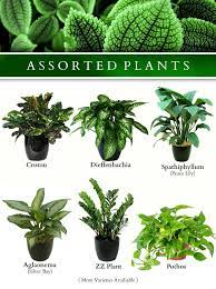 Plants Landscaping Plants Indoor Plants