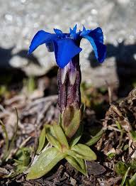 Gentiana orbicularis (Orbicular-leaved Gentian) - The Alpine Flora of ...