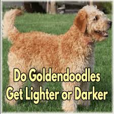 Today i am answering the most asked question i get about our mini golden doodle. Do Goldendoodles Get Lighter Or Darker Lover Doodles