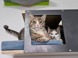 Wally Tunnel Upside Down Cat Shelf Cat