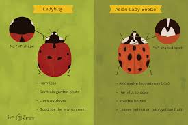 Lady Beetle Asian Ladybugs Garden Pests