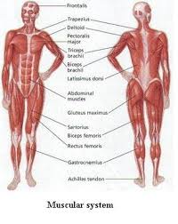Muscular System Human Body Muscles Muscle Diagram