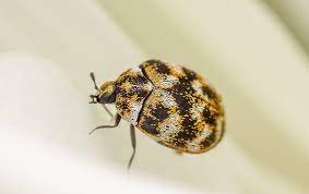 carpet beetles in your phoenix home