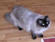 While the pattern usually stays roughly the same, the coloration of. Himalayan Cat Wikipedia