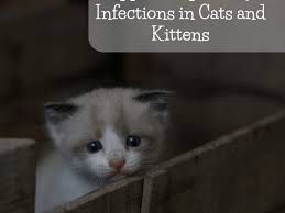Swollen lips can be caused due to several reasons like lip edema cold compresses can be regarded as one of the significant home remedies in the case of swollen lips. Upper Respiratory Infections In Cats And Kittens Pethelpful By Fellow Animal Lovers And Experts