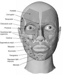 Medical Transcription Facial Muscles In 2019 Facial
