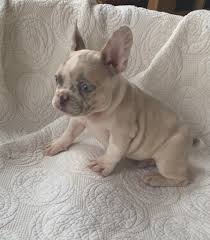 Though she is a beautiful breed with a unique color pattern, merlie french bulldogs are considered a rare combination and can be prone to develop several. Sold Oscar Lilac Merle French Bulldog Male The French Bulldog