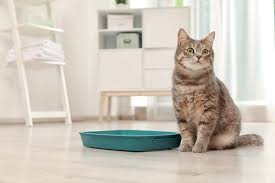 Looking for the best cat litter? The 25 Best Dust Free Cat Litters Of 2020 Cat Life Today