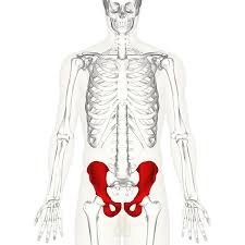 The sac that hangs outside the male body and holds the testes. Hip Bone Wikipedia