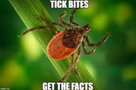 ticks and lyme disease annapolis