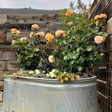 tips for growing roses in containers