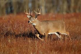 Barometric Pressures Influence On Whitetail Movement