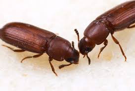flour beetle types facts and how to