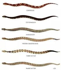 Poisonous Snake Chart Survival Preppers Poisonous Snakes