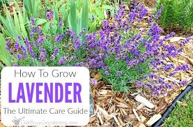 how to care for lavender plants get