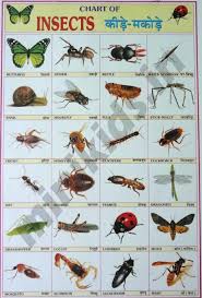 Insects Chart Chart Number 50 Minikids In