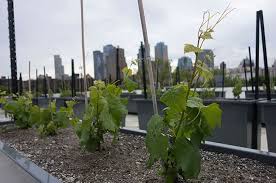 New York Rooftop Vineyard Plots First