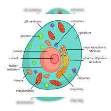 human body cell structure diagram
