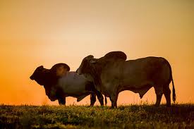 They can live anywhere from 15 to 20 years of age. Beef Breeds Brahman Livestock Agupdate Com