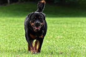 14 dogs that are similar to rottweilers