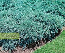 juniperus squamata b stock photo by