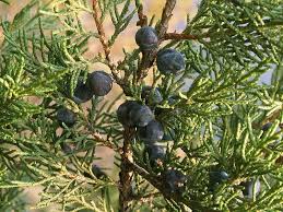 Scheda IPFI, Acta Plantarum Juniperus_thurifera