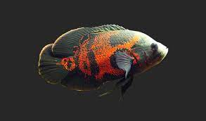 Ikan ini memilki variasi bentuk dan warna yang berbeda dari ikan oscar lain seperti yang dibahas diatas ya. Jenis Dan Daftar Harga Ikan Oscar Terbaru 2021 Ikanesia Id