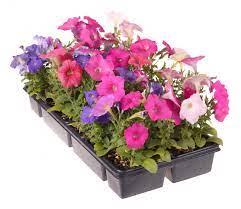 What Are Bedding Plants With Pictures