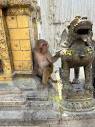 Mamas A. Mamas on X: "1. A visit to Swoyambhu Mahachaitya / monkey ...
